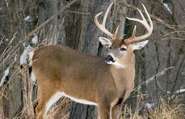 Activity-DeerHunting Hunters Getaway